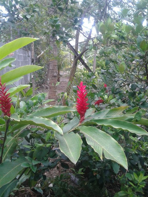 Fleurvilla Pereybere Beach Room photo